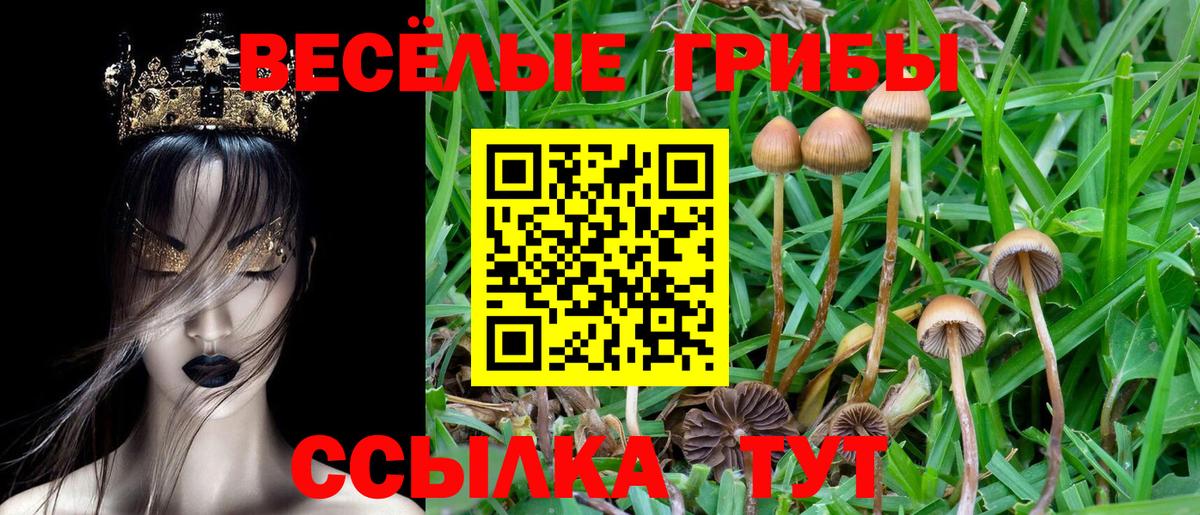 Галлюциногенные грибы Psilocybe  Вход с VPN  Кудрово 